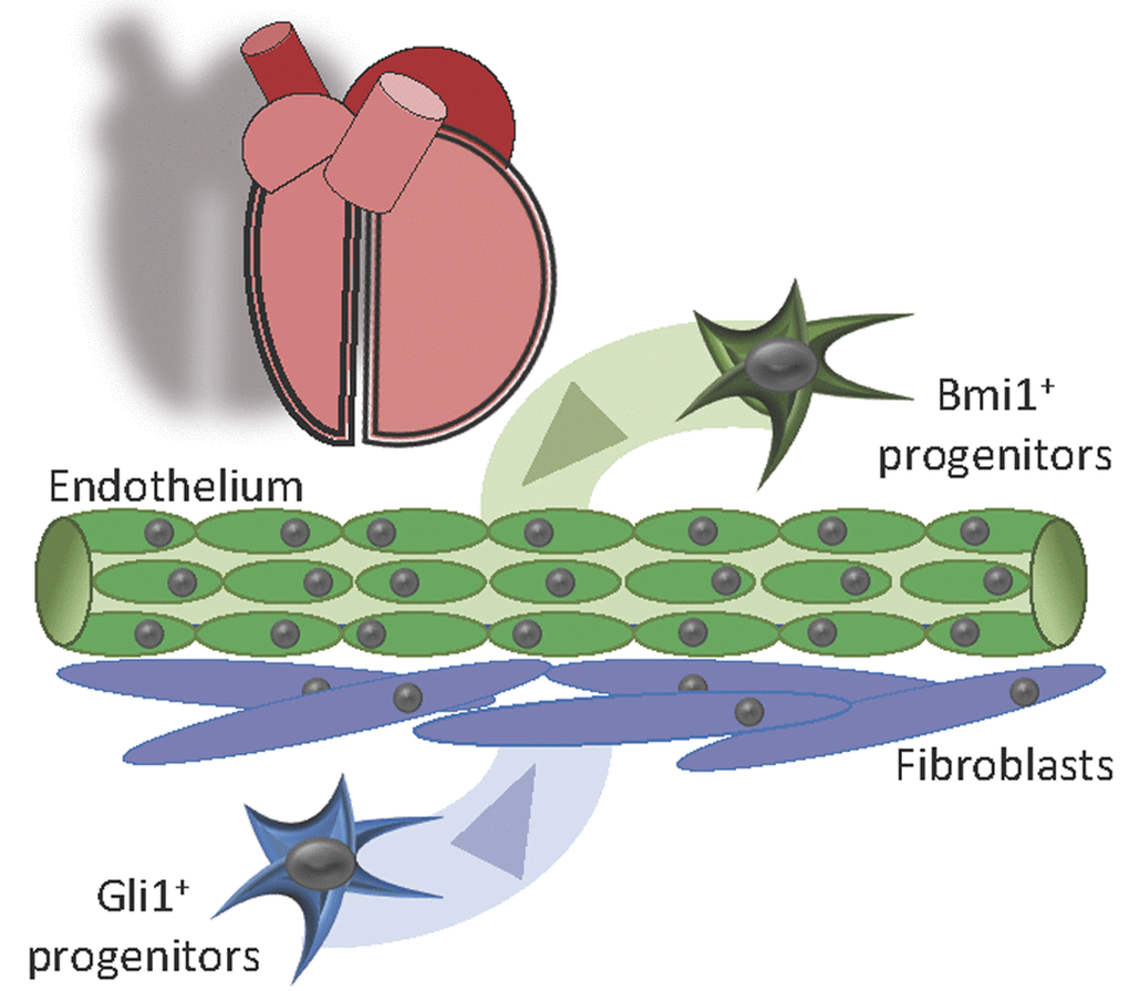 Lineage-specific cardiac progenitor cells. Overall, our results suggest that the aging and pathological damage of Bmi1+ cardiac progenitors could play an important role in heart aging, exacerbating certain pathological responses. Stimulation of endogenous Bmi1+ cardiac progenitor cells in the infarcted myocardium would help counteract the pathological remodeling by sustaining injury-induced neovascularization.