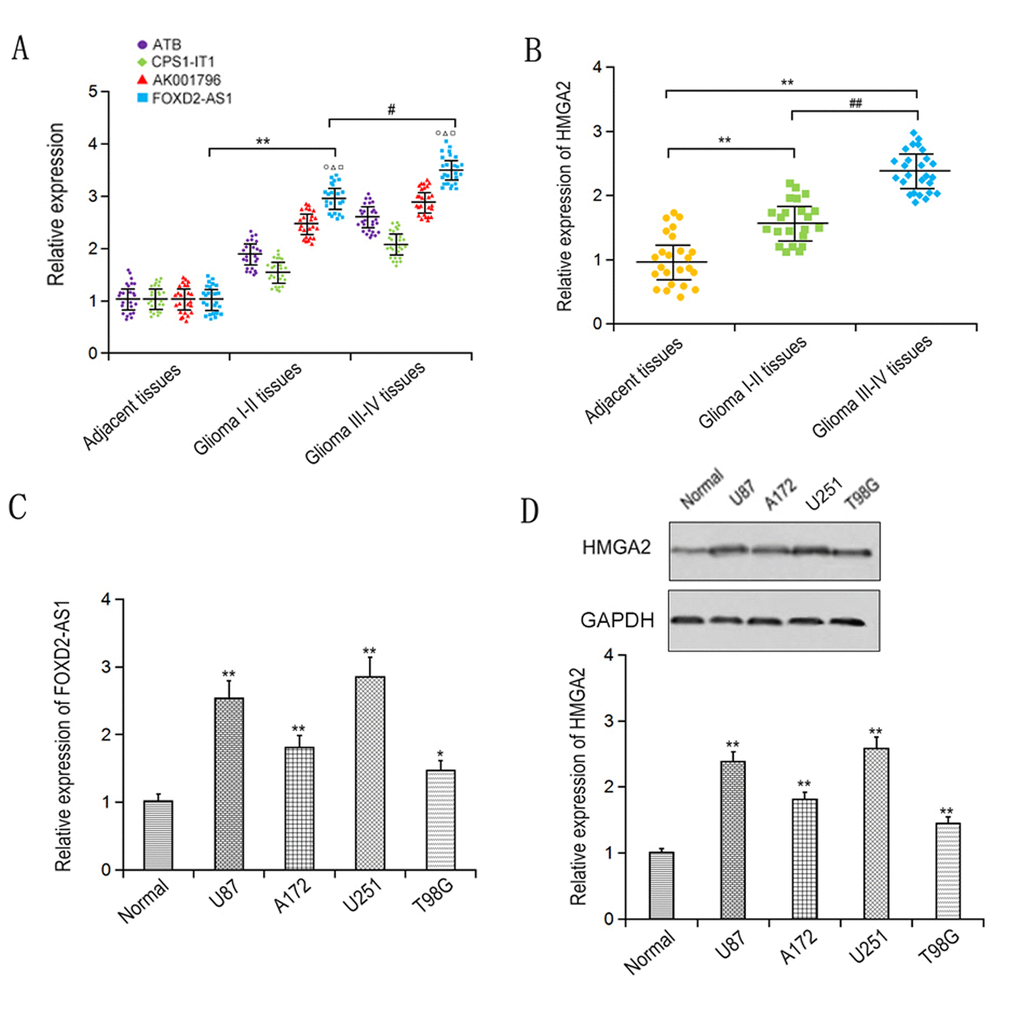 Expression levels of FOXD2-AS1 and HMGA2 were detected in glioma tissues and cells. LncRNA expressions (A) and HMGA2 (B) in glioma tissues were examined by qRT-PCR. The expression of FOXD2-AS1 (C) and HMGA2 (D) in glioma cell lines was examined by qRT-PCR. *p 