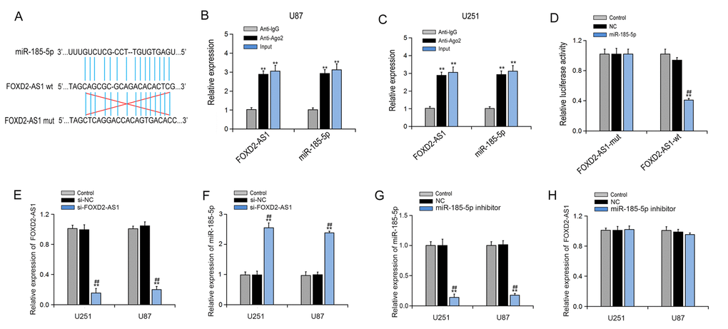 LncRNA FOXD2-AS1 acts as a sponge of miR-185-5p. (A) The wild type (wt) and mutant (mut) binding sites of miR-185-5p in FOXD2-AS1. (B, C) Relative expression levels of FOXD2-AS1 and miR-185-5p in U87 and U251 cells were detected by RIP assay. (D) U87 and U251 cells were co-transfected with FOXD2-AS1-wt (or FOXD2-AS1-mut) and miR-185-5p (or miR-control) and the luciferase activity was determined by the luciferase reporter assay. Control, non-transfected cells; NC, cells transfected with miR-control. **p E) Relative expression of FOXD2-AS1 after transfection with FOXD2-AS1 siRNA (si-FOXD2-AS1) in U251 and U87 cells was detected qRT-PCR. Control, non-transfected cells; si-NC, siRNA-control. **p F) Relative expression of miR-185-5p after knockdown of FOXD2-AS1 in U251 and U87 cells was detected qRT-PCR. Control, non-transfected cells; si-NC, siRNA-control. **p G) Relative expression of miR-185-5p after transfection with miR-185-5p inhibitor in U251 and U87 cells was detected qRT-PCR. Control, non-transfected cells; si-NC, siRNA-control. **p H) Relative expression of FOXD2-AS1 after inhibition of miR-185-5p in U251 and U87 cells was detected qRT-PCR. Control, non-transfected cells; NC, cells transfected with miR-control.