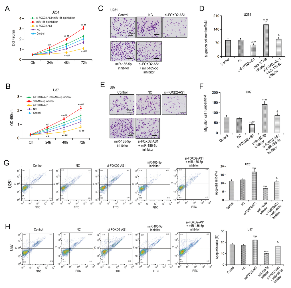 FOXD2-AS1 regulates the proliferation, migration, and apoptosis of glioma cells by miR-185-5p. (A, B) Effects of FOXD2-AS1 and miR-185-5p on the proliferation of U251 and U87 cells were detected by MTT. (C-F) Effects of FOXD2-AS1 and miR-185-5p on the migration of U251 and U87 cells were detected by Transwell migration assay. *p ##p &PG, H) Effects of the FOXD2-AS1/miR-185-5p axis on the apoptotic rates of U251 and U87 cells were determined by flow cytometry. **p ##p &p 