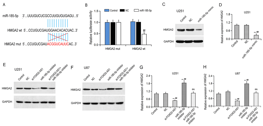 MiR-185-5p targets HMGA2. (A) The binding site of miR-185-5p in the 3’UTR of HMGA2 was predicted via TargetScan. (B) Correlation between HMGA2 and miR-185-5p was validated in a luciferase reporter assay. (C, D) Protein and mRNA expression of HMGA2 after transfection with miR-185-5p mimic in U251 cells were analyzed by Western blot and qRT-PCR, respectively. (E-H) Effects of the FOXD2-AS1/miR-185-5p axis on HMGA2 protein (E, F) and mRNA (G, H) expression were analyzed by Western blot and qRT-PCR, respectively. **p ##p &&p 