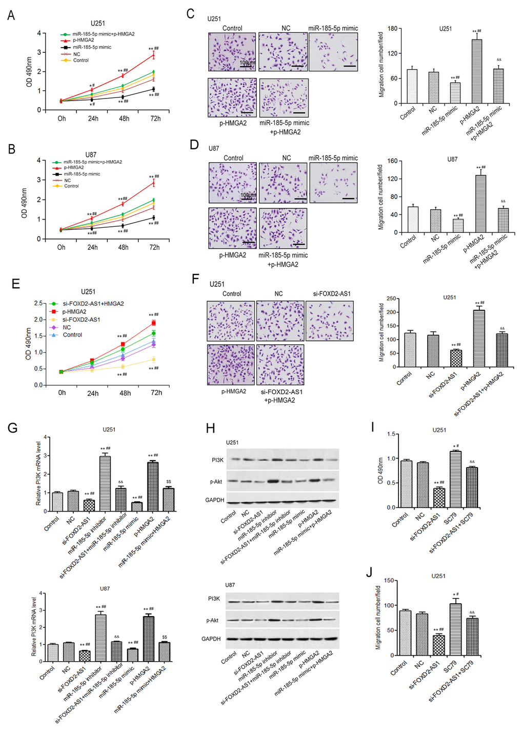 FOXD2-AS1 regulates the proliferation and migration of glioma cells by miR-185-5p/HMGA2-mediated AKT signaling. (A, B) The influence of miR-185-5p/HMGA2 axis on the proliferation of U251 and U87 cells was analyzed by MTT. (C,D) The effect of miR-185-5p/HMGA2 axis on the migration ability of U251 and U87 cells was analyzed by Transwell migration assay (200×). (E, F) Overexpression of HMGA2 abolished the inhibitory effects of FOXD2-AS1 on cell growth and migration in U251 cells as determined by MTT and migration assay. (G) Effects of the FOXD2-AS1/miR-185-5p/HMGA2 on the mRNA level of PI3K. (H) Effects of the FOXD2-AS1/miR-185-5p/HMGA2 on the levels of PI3K and phospho-Akt (p-AKT) in U251 and U87 cells were examined by Western blot. (I, J) Treatment of SC79 blocked the suppressive effects of FOXD2-AS1 on cell growth and migration in U251 cells. MTT assay and transwell assay were performed with transfected cells that treated with SC79 (5 µg/ml) for 48 h (I) and 24 h (J), respectively. **p ##p &&p 