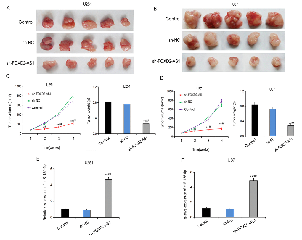 The effect of FOXD2-AS1 on glioma growth in vivo. (A-D) The effect of FOXD2-AS1 on glioma growth in mice injected with U251 (A, C) or U87 cells (B, D) transfected with sh-FOXD2-AS1 or sh-NC. (E, F) The effect of FOXD2-AS1 knockdown on miR-185-5p expression in glioma tissues of mice injected with U251 and U87 cells was analyzed by qRT-PCR. *p 
