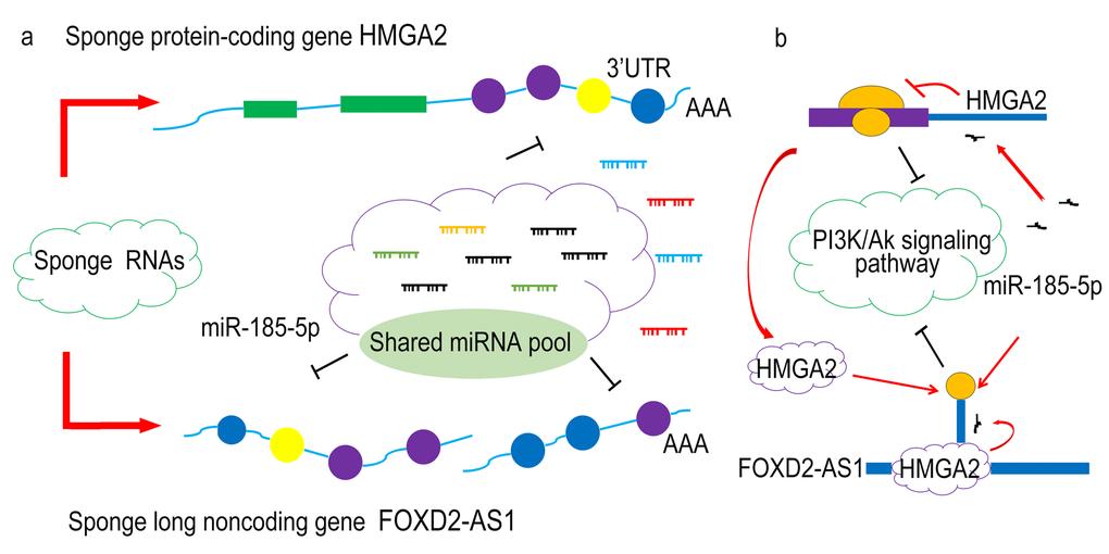 A diagram summarizing the main findings of this study and illustrating the complex regulatory relationship of the lncRNA/microRNA/mRNA network and epigenetic regulation pathways.