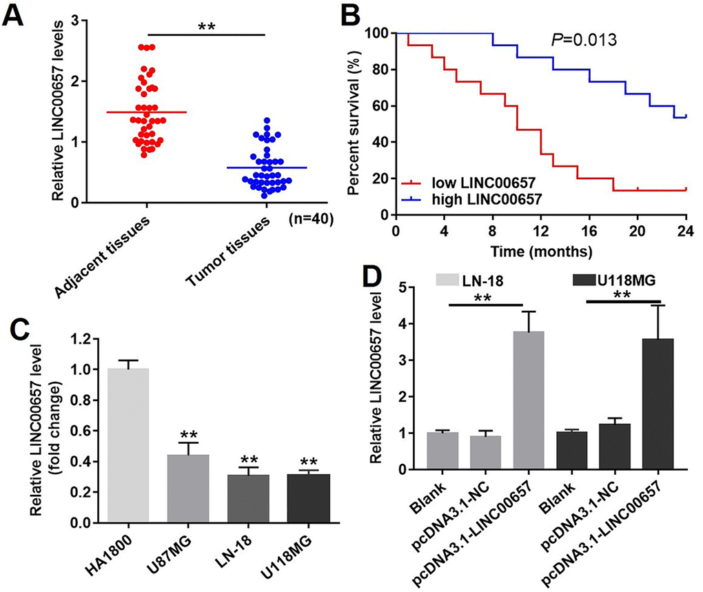 The expression of LINC00657 in patients with GBM and in GBM cell lines. (A) Relative expression of LINC00657 in normal tissues (adjacent tissues of GBM patients) and tumor tissues of GBM patients (n = 40). **PB) The survival curve of GBM patients with low or high LINC00657. **P=0.013, compared with low LINC00657 group, log-rank test. (C) Relative expression of LINC00657 in four kinds of cells including HA1800, U-87MG, LN-18 and U-118MG. **PD) Relative expression of LINC00657 in LN-18 and U-118MG cells after transfecting with pcDNA3.1-NC and pcDNA3.1-LINC00657. Relative expression of LINC00657 was detected using RT-qPCR. GAPHD was chosen to be the internal standard. The mean value of the relative expression of LINC00657 was used as the divide of low and high level of LINC00657. **P