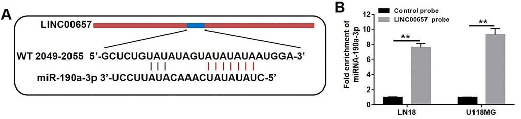 LINC00657 was a target of miR-190a-3p. (A) The predicted combined sites of LINC00657 and miR-190a-3p. (B) Fold enrichment of miR-190a-3p after adding LINC00657 probe in pull-down assay. **P