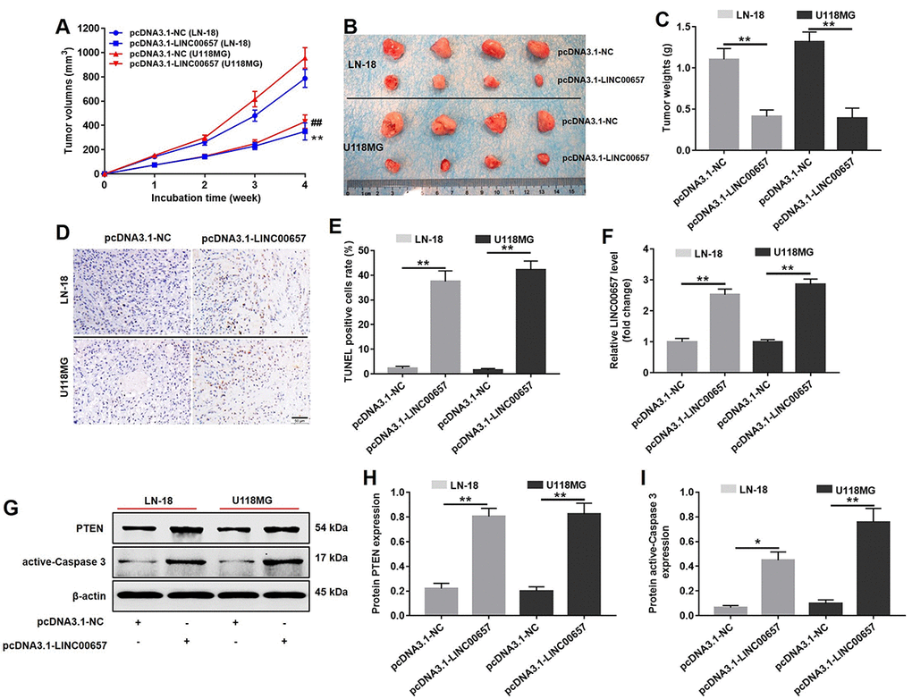 In vivo study on inducing cell apoptosis effect of LINC00657. (A) The pcDNA3.1-LINC00657 transfected LN-18 and U-118MG cells were subcutaneously injected to nude mice, and the tumor volume were measured weekly. The tumor volume was equal to length × width2 × 0.5. (B) Tumors were isolated from xenografts in 4 weeks. (C) Tumor weights in each group were quantified. (D) TUNEL staining of tumor tissues in each group. (E) TUNEL positive cell rate in each group was quantified. (F) Relative level of LINC00657 in each group was detected with qPCR. (G) Relative expressions of PTEN and active-caspase 3 in tumors were detected with western blot assay. (H, I) Relative expressions of PTEN and active-caspase 3 in tumors were quantified with Image-Pro Plus. *P