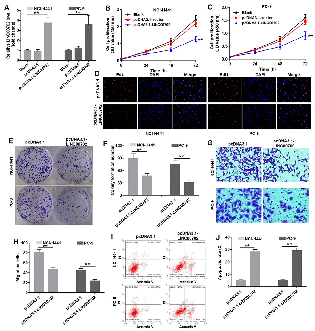 Overexpression of LINC00702 inhibited NSCLC cell proliferation and invasion via inducing apoptosis in vitro. (A) Quantitative RT-PCR analysis of relative LINC00702 expression levels in NCI-H441 and PC-9 transfected with pcDNA3.1, pcDNA3.1-LINC00702 or NC. (B, C) CCK-8 assays were used to evaluate the effect of LINC00702 on proliferation ability of NCI-H441 and PC-9 cells. NCI-H441 and PC-9 cells were transfected with pcDNA3.1 or pcDNA3.1-LINC00702 for 72 h and subjected to CCK-8 assays (D) EdU staining was performed in NCI-H441 and PC-9 cells. (E, F) Colony formation assays were used to evaluate the effect of LINC00702 on anchor-independent growth ability of NCI-H441 and PC-9 cells. NCI-H441 and PC-9 cells were transfected with pcDNA3.1 or pcDNA3.1-LINC00702 for 72 h and subjected to colony formation assays. (G, H). NCI-H441 and PC-9 cells were transfected with pcDNA3.1 or pcDNA3.1-LINC00702 for 72 h and subjected to transwell assay. (I, J) Flow cytometry was used to evaluate the effect of LINC00702 on apoptosis of NCI-H441 and PC-9 cells. **P