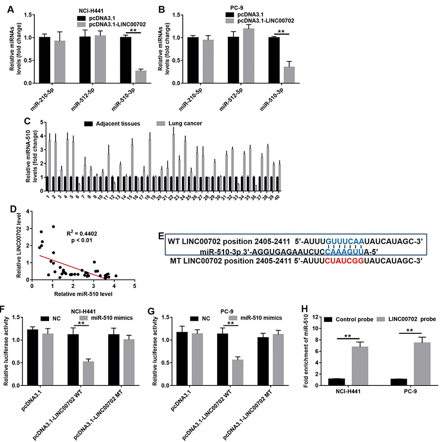 LINC00702 functioned as a ceRNA for miR-510 in NSCLC cells. (A) Quantitative RT-PCR analysis of relative miRNAs expression levels in NCI-H441 cells transfected with pcDNA3.1 or pcDNA3.1-LINC00702. (B) Quantitative RT-PCR analysis of relative miRNAs expression levels in PC-9 cells transfected with pcDNA3.1 or pcDNA3.1-LINC00702. (C) Quantitative RT-PCR analysis of relative miRNA-510 expression levels in 40 pairs NSCLC tumor and adjacent tissues. PD) Pearson's correlation scatter plot of the fold change of LINC00702 and miR-510 in NSCLC tumor tissues. (E) The predicted binding sites in LINC00702 and miR-510 and the mutant sequence of LINC00702. (F, G) A firefly luciferase reporter containing either wild-type (WT) or mutant (MT) LINC00702 was transfected with miR-510 mimics in NCI-H441 or PC-9 cells. (H) LINC00702 pulled down by biotinylated miR-510 in the NSCLC cells was detected by qRT-PCR. **P