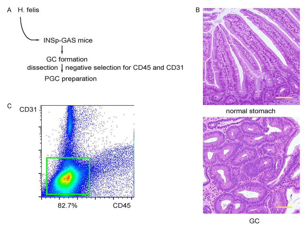 Preparation of primary mouse gastric cancer cells. (A) Schematic: H. felis was given to INSp-GAS (expression of gastrin under insulin promoter) transgenic mice, after which gastric tumor tissue was confirmed by histology after dissection out the formed tumor. (B) Representative histology of normal stomach and GC. (C) A pooled primary gastric cancer (PGC) cell fraction was prepared from 10 mice that successfully generated tumor, after a negative selection for CD45+ inflammatory cells, and CD31+ tumor endothelial cells. Scale bars are 100µm.