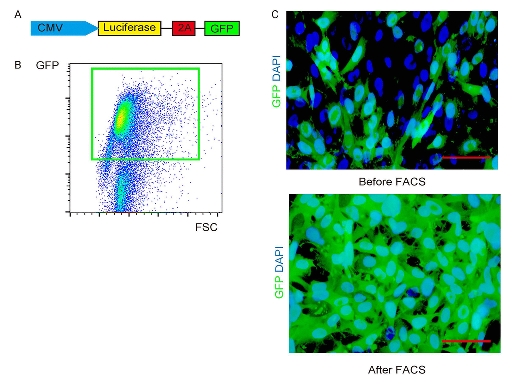 Label PGC cells with GFP and luciferase. (A) PGCs were transduced with a lentivirus carrying luciferase and GFP reporters under a ubiquitous cytomegalovirus promoter. (B) The transduced cells were visualized as green fluorescent cells, and thus can be purified by flow cytometry based on GFP. (C) Representative transduced cells in culture before/after FACS. Scale bars are 20µm.