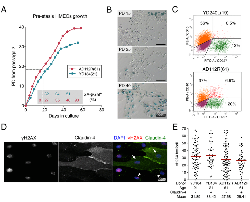 Pre-stasis HMEC characterization and culture. (A) Representative growth curves of HMECs from YD184(21) and AD112R(61) in M87A medium with supplements. Dots correspond to correlative cell passages from passage 2. The dotted thin line indicates the early passages used for the experiments. Percentages of SA-β-Gal positive cells are indicated within the grey box (N > 500 cells). (B) The frequency of SA-β-Gal positive cells increases with time in culture. (C) Diagrams of flow cytometry analysis of CD10 (PE, phycoerytrin) and CD227 (FITC, fluorescein isothiocyanate) in YD240L(19) and AD112R(61) (N > 10000 cells). (D) Images of the immunofluorescent staining of claudin-4 (expressed by luminal cells, FITC, green), γH2AX (Cy3, red) and DAPI (blue) at 2h after 1Gy of γ-rays exposure. Claudin-4 positive (arrows) and negative (arrowheads) cells are shown. (E) Scatter dot plot and average number (red line) of γH2AX foci/cell in claudin-4 positive and negative cells (N > 100 cells/donor). No statistical differences were observed (Mann-Whitney test, p-value > 0.05).