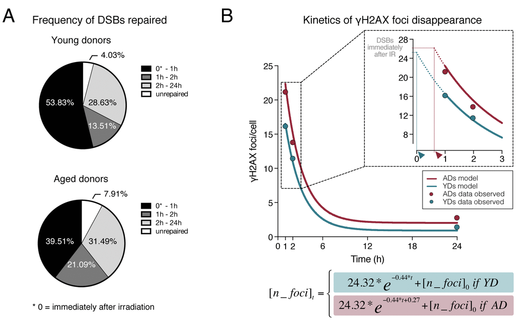 Dynamics of γH2AX foci disappearance after irradiation. (A) Frequency of DSBs repaired within defined time intervals after exposure to 1Gy of γ-rays for YDs and ADs. The number of DSBs induced after 1Gy exposure (𝜃) of G1 cells was estimated to be of 35 according to Rothkamm & Löbrich [25]. For the other time points, the numbers of DSBs are those depicted in Tables 1 and 2. (B) Kinetics of γH2AX foci disappearance for young and aged donors following the model of first order kinetic reaction stated in Materials and Methods section. The mean number of γH2AX foci scored at each time point is represented with dots (blue for YDs, red for ADs) and it is stated in Table 1. The lines represent the kinetics of DSBs repair estimated after modeling data of all γH2AX foci/cell from the 12 donors at 1, 2 and 24h after irradiation. The number of cells analyzed for each group of age is stated in Table 1. The inset in the graph shows a detail of the early times after IR exposure. The dotted lines represent an extrapolation of the DSB repair kinetics in the time interval comprised between the DSB repair initiation and 1h after IR. Arrowheads indicate the moment of repair initiation, when the extrapolation lines for YDs and ADs reach the number of γH2AX foci present immediately after IR.