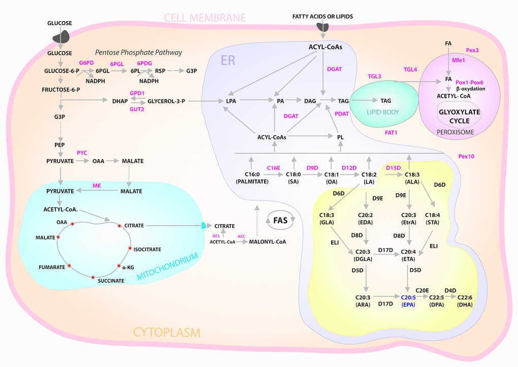 Cytosolic glucose enters glycolysis and pentose phosphate pathways. Pyruvate enters mitochondria where it is converted into acetyl-CoA then used in TCA cycle. Excess citrate is transported from the mitochondria into cytosol. ATP citrate lyase (ACL) converts the cytosolic citrate into acetyl-CoA that is converted into malonyl-CoA by acetyl-CoA carboxylase (ACC), the first committing step of fatty acid (FA) synthesis. After FA synthesis, triacylglycerol (TAG) is synthesized in the endoplasmic reticulum (ER) via Kennedy pathway and then accumulated in lipid bodies (LB). Acyl-CoA is used for acylation of glycerol-3- phosphate to form lysophosphatidic acid (LPA) that is further acylated to form phosphatidicacid (PA). PA is dephosphorylated to form diacylglycerol (DAG), which is then acylated to produce TAG catalyzed by DAG acyltransferase (DGAT). TAG can also be synthesized by phospholipid (PL):DAG acyltransferase (PDAT) using PL and DAG as substrates. Ex novo FA accumulation also uses Kennedy pathway. FA is metabolized by β- oxidation pathway in peroxisome. Abbreviations: 6PGL, 6-Phosphogluconolactonase; 6PDG, 6-Phosphogluconate dehydrogenase; α-KG, alpha-ketoglutarate; DHAP, dihydroxyacetone phosphate; FAT1, FAT Atypical Cadherin 1; G3P, glyceraldehyde3-phosphate; G6PD, glucose-6-phosphate dehydrogenase; GPD1, glycerol-3-phosphate dehydrogenase; GUT2, glycerol-kinase; Mfe1, multifunctional enzyme 1; ME, malic enzyme; OAA, oxaloacetate; PEP, phosphoenolpyruvate; Pex3 and Pex10, peroxisome biogenesis factor 3 and 10, respectively; Pox1 to Pox6, acyl-CoA oxidases 1–6, respectively; TGL3 and TGL4, TAG lipase 3 and 4, respectively; PYC, pyruvatecarboxylase; TCA, tricarboxylic acid cycle. Yellow box: schematic diagram of aerobic pathways for ω-3 and ω-6 FA biosynthesis. Abbreviations: C16E, EL1, C20E and D9E are C16/C18, C18, C20/C22, Δ-9 elongases, respectively. D4D, D5D, D6D, D8D, D9D, D12D, D15D and D17D are Δ-4, Δ-5, Δ-6, Δ-8, Δ-9, Δ-12, Δ-15, and Δ-17 desaturases, respectively.