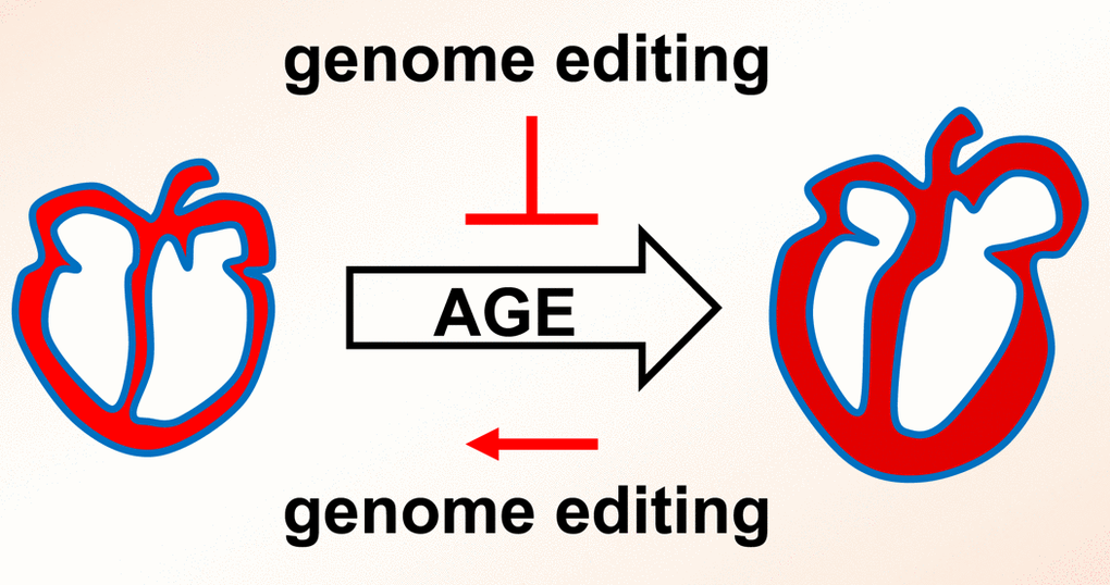 Schematics indicating regulation of cardiac aging by genome editing.