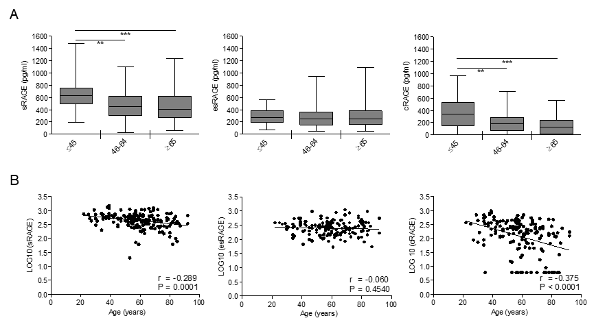 Circulating cRAGE but not esRAGE decreases with aging in healthy subjects. cRAGE values were derived by subtracting esRAGE values from the total sRAGE. (A) Bars represent serum levels of total sRAGE, cRAGE and esRAGE in three age groups of a healthy population, young (≤45 yrs; n=35-37), middle age (46-64 yrs; n=66-72) and elderly-old (≥65 yrs; n=59-60). Data are in the original units. Values are expressed as median and interquartile range. **P B) Scatter plots showing correlation between age and sRAGE, cRAGE or esRAGE. Variables showed a skew-ness distribution and were log-transformed. r=Pearson’s coefficient. P