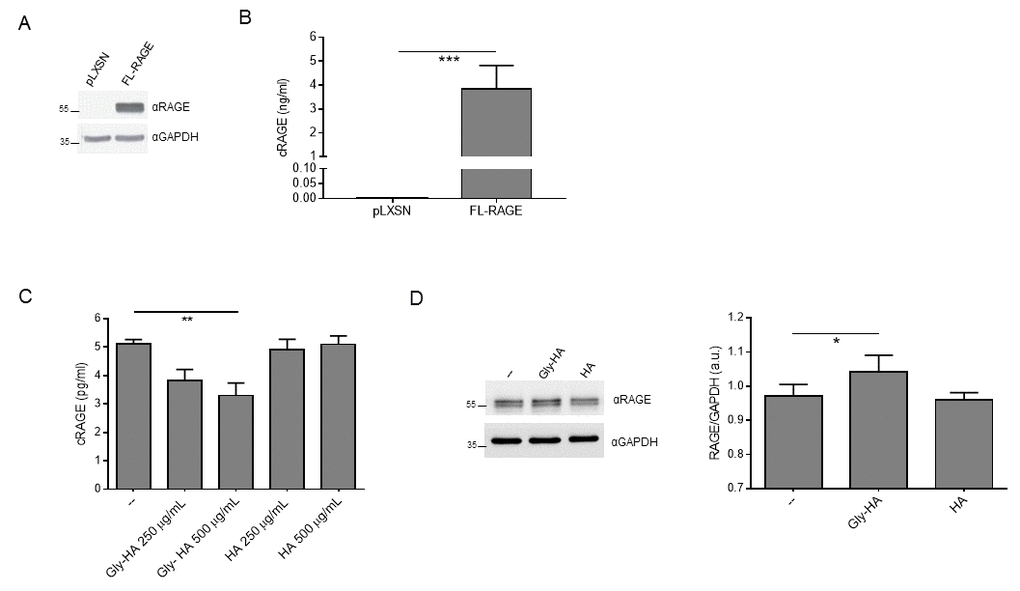 Effect of glycated albumin on FL-RAGE proteolysis in vitro. (A) Expression of FL-RAGE in R3/1-pLXSN (pLXSN) or R3/1-FL-RAGE (FL-RAGE) was determined using 20 µg of protein lysate with a specific antibody raised against the extracellular domain of RAGE. GAPDH detection was used as normalizer. (B) Quantification of cRAGE in the supernatant of R3/1-pLXSN (pLXSN) or R3/1-FL-RAGE (FL-RAGE) cells 6 h after medium changing by means of ELISA assay. Data are expressed as mean ± SD. ***, P≤0.0001. Unpaired t test ; n=4. (C) Quantification of cRAGE in the supernatant of R3/1-FL-RAGE cells treated or not (--) with indicated concentrations of control human albumin (HA) or glycated human albumin (Gly-HA) for 6 h by means of ELISA assay. Data are expressed as mean ± SD. **, P≤0.01. One-way ANOVA with Bonferroni post-hoc test; n = 4. (D) Representative Western blot (left panel) and corresponding quantification (right panel) of FL-RAGE expression using 5 μg protein lysates of R3/1-FL-RAGE cells treated or not (--) with 500 μg/mL HA or Gly-HA for 6 h. GAPDH detection was used as normalizer. Data are expressed as mean ± SD. *, P≤0.05. One-way ANOVA with Bonferroni post-hoc test; n=4; a.u., arbitrary units.