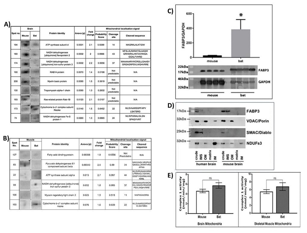 Proteomics analysis of mouse and bat mitochondrial fractions from brain and muscle tissues. Identification of protein changes between the mouse and bat brain mitochondrial proteome. (A) Ten protein spots were selected after (SameSpots) analysis comparing mouse brain mitochondria aged (4-78 weeks (n=8) and bat brain mitochondria (adult, n=4). The table shows the identities of the proteins (MASCOT) and statistical analyses (one-way ANOVA) for each protein spot. The mitochondrial localisation probability, predicted cleavage site and sequence were calculated for each protein using Mitoprot. Identification of protein changes between the mouse and bat skeletal muscle mitochondrial proteome. (B) Six protein spots were selected after (SameSpots) analysis comparing mouse brain mitochondria aged (4-78 weeks (n=6) and bat brain mitochondria (adult, n=6). The table shows the identities of the proteins (MASCOT) and statistical analyses (one-way ANOVA) for each protein spot. The mitochondrial localisation probability, predicted cleavage site and sequence were calculated for each protein using Mitoprot. (C) Fatty Acid Binding Protein 3 (FABP3) levels are significantly higher in the adult bat muscle mitochondria when compared with adult mouse muscle mitochondria. Skeletal muscles were prepared to provide enriched mitochondrial fractions from four adult (>1 year) bats and four adult (12 weeks) mice. Western blotting with an FABP3 antibody confirmed the difference in this protein in mitochondrial samples from the different species. GAPDH antibody was used on the same blot to provide a control for band density normalisation. (D) FABP3 is localised to the mitochondrial inter-membrane space. Antibody to FABP3 was used to detect its presence in sub-mitochondrial preparations from mouse and human brain mitochondria fractions. In both species FABP3 was detected in the inter-membrane space and correlated with the presence of SMAC/Diablo, a specific protein marker for this compartment. (E) Complex 1 activity in the bat and mouse mitochondria. Complex 1 was measured spectrophotometrically in the bat and mouse brain mitochondria. The activity of complex 1 is higher in the bat brain mitochondria however this did not reach significance (p=0.094). Six biological replicates for the mouse brain mitochondria and four biological replicates for the bat brain mitochondria, two measurements were taken per sample. Complex 1 was also measured spectrophotometrically in the bat and mouse skeletal muscle mitochondria. The activity of complex 1 is higher in the bat skeletal muscle mitochondria however this was not significantly different. Eight biological replicates for the mouse brain mitochondria and four biological replicates for the bat brain mitochondria, two measurements were taken per sample. All assays contained 30mg/ml mitochondrial protein. Columns display mean activity ± SEM. A two-tailed t-test with Welch’s correction was performed, ns=no significant difference.