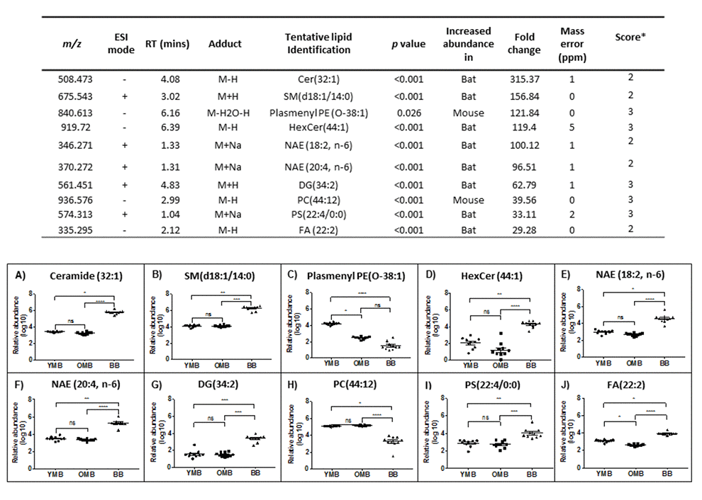 The ten most different lipid abundance scores in our comparison between bat and mouse brain mitochondrial lipidomes. m/z – mass charge ratio, ESI mode – electrospray ionisation mode, RT – run time. Confidence scores calculated as per Sumner et al., 2007 [51]. YMB – Young Mouse Brain, OMB – Old Mouse Brain, BB – Bat Brain. Cer – Ceramide, SM – Sphingomyelin, Plasmenyl PE – Plasmenylphosphatidylethanolamine, HexCer – Hexosylceramide, NAE- n-acylethanolamine, PS- phosphatidylserine, FA- fatty acid, DG - diacylglyceride and PC- phosphatidylcholine. ns p>0.05, * p