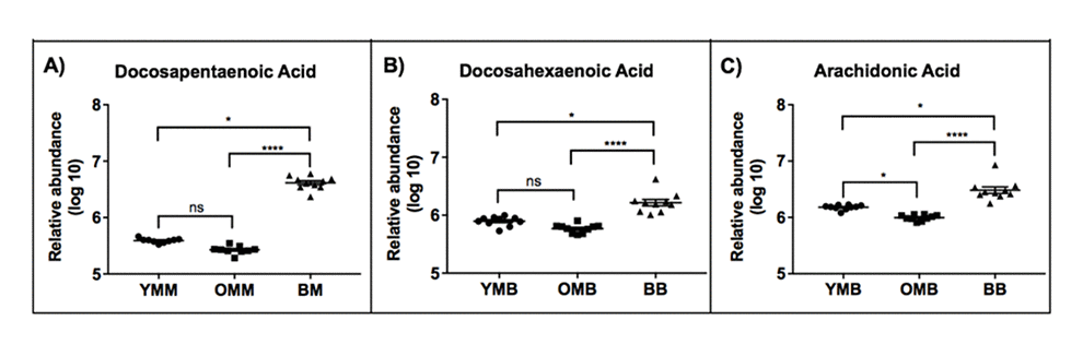 We observed a preponderance of free fatty acids which were more abundant in the bat mitochondria across both tissue types. Docosapentaenoic acid, Docosahexaenoic acid and Arachidonic acid were each found to be significantly higher abundance in both bat muscle and brain mitochondria. YMB – Young mouse muscle, OMM – Old mouse muscle, OBM – Old bat muscle, YMB – Young Mouse Brain, OMB – Old Mouse Brain, BB – Bat Brain. ns p>0.05, * pSupplementary Table 5 for statistical tests and values. Stats: Kruskall-Wallis to compare between Bat, young muscle and old muscle (three groups). Then a Dunn’s multiple comparisons test to compare between two groups.