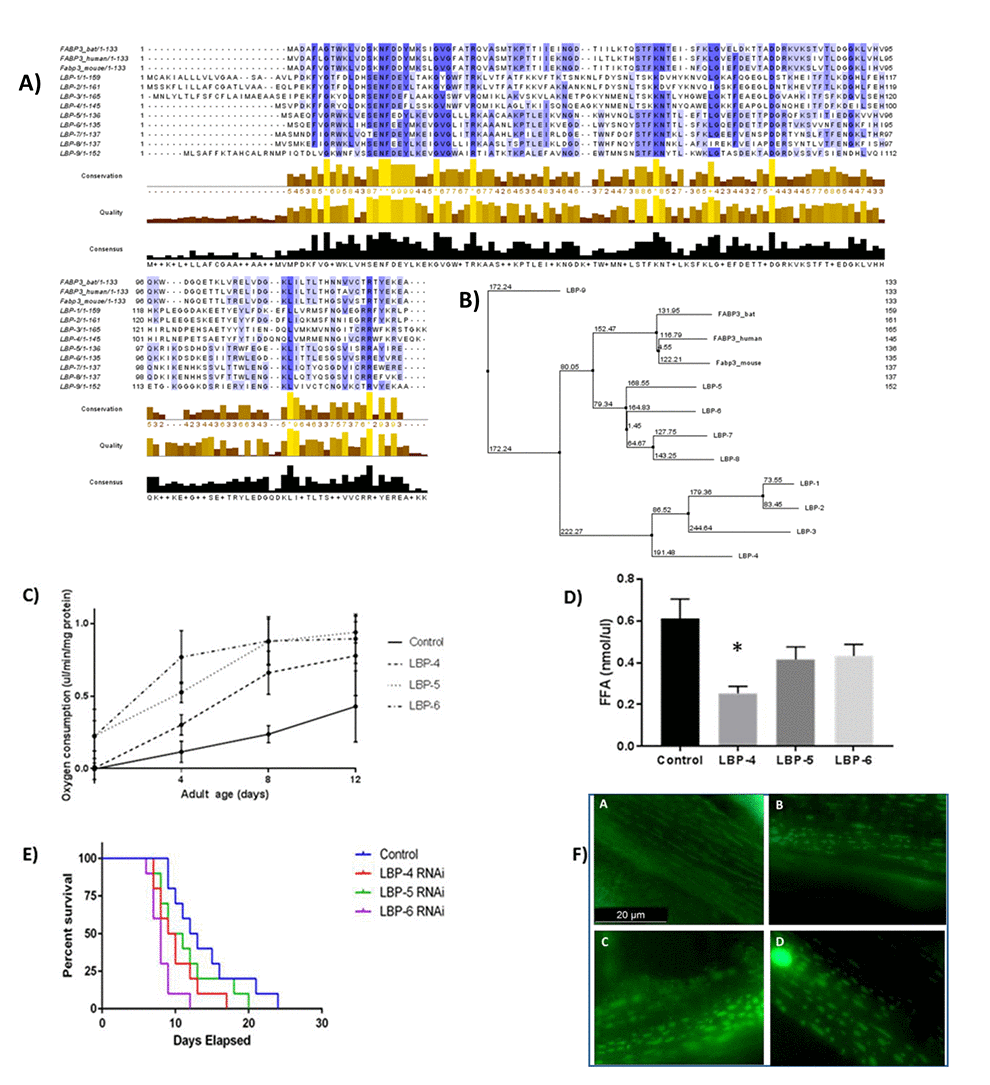 Fatty acid binding protein orthologues in C. elegans confirm the link between these proteins, fatty acid levels, mitochondrial function and lifespan. (A) Sequence alignment of FABP3 and C. elegans orthologues LBP-4, -5 and -6. A long chain fatty acid transporter protein in H. sapiens, M. musculus and C. elegans. Multiple sequence alignment of three C. elegans lipid binding protein family members, LBP-4, -5 and -6, with fatty acid binding protein 3 from H. sapiens. Amino acid residues are coloured shades of blue signifying their sequence homology; lightest is 30%, darkest is 100%. Sequence homology is 23.74%, 45.52% and 48.15% for LBP-4, -5 and -6 respectively. Sequence alignment was carried out using Jalview. (B) A phylogenetic tree was produced using PAM 250 scoring to relate human, mouse and C. elegans FABP3 orthologues. See Supplementary Table 1 for scoring. (C) Oxygen consumption measurements were made on LBP adult knock down adult worms at 4, 8 and 12 days and compared with controls. Reduction of LBP levels caused changes in oxygen consumption in each group compared with controls. The most marked difference in oxygen consumption was recorded in the LBP6 knockdown at days 4 and 8. (D) LBP-4, -5 and -6 knockdowns significantly reduce lifespan. C. elegans treated with LBP-4, -5 or -6 RNAi show significant reduction in lifespan p=0.0022 (Log rank test). Median lifespans were 9.5, 10 and 8 days for LBP-4, -5 and -6 respectively. 10 worms were followed for each treatment. (E) Measurement of free fatty acid quantities in the LBP knock downs confirmed a reduction in free fatty acid abundance in each of the orthologue knock-downs, reaching significance in LBP-4 (p value = 0.027). (F) LBP-4, -5 and -6 knockdown affect mitochondrial form and function. Worms carry the transgene ccIs4251 with GFP fusion proteins localised to the body muscle mitochondria and nuclei. Oxygen consumption in worms at different age points was measured using a Loligo systemsTM electrode array (E). CB5600 worm mitochondria subjected to knock-down of LBP-4, -5 and -6. WT worms grown on OP50 (A). Mitochondria become condensed and disordered when subjected to RNAi for LBP-4 (B), -5 (C) and -6 (F).