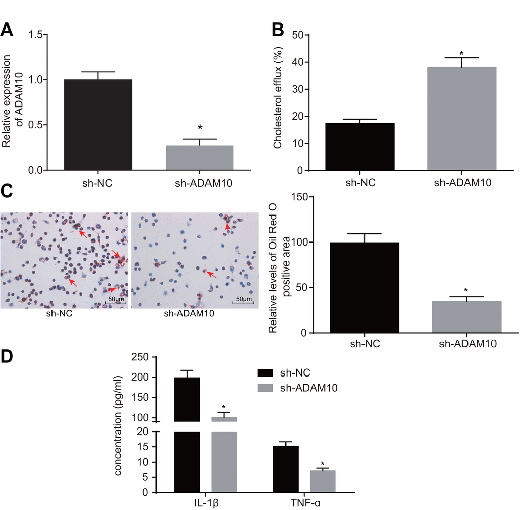 ADAM10 silencing suppresses inflammatory response and promotes cholesterol efflux in atherosclerosis. (A) the expression of ADAM10 after infection with lentiviral vector expressing sh-ADAM10 determined by RT-qPCR; (B) liquid scintillation counter was used to detect the cholesterol efflux of cells infected with lentiviral vector expressing sh-ADAM10; (C) oil red O staining was used to detect the lipid accumulation of cells infected with lentiviral vector expressing sh-ADAM10 (× 200), the red arrows indicate intracellular lipid particles after staining; (D) ELISA was used to detect IL-1β and TNF-ɑ in cells infected with lentiviral vector expressing sh-ADAM10; * p vs. the sh-NC group; the measurement data were expressed in the form of mean ± standard deviation and analyzed by unpaired t-test, the experiment was repeated 3 times; ELISA, enzyme linked immunosorbent assay; TNF, tumor necrosis factor; IL, interleukin.