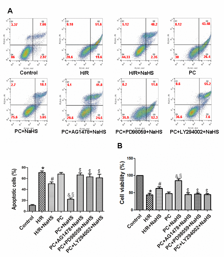 Exogenous H2S decreases the apoptotic rate and increases cell viability in the aged H9C2 cells. (A) Apoptosis was analysed by flow cytometry. The apoptotic rate = early apoptotic rate + late apoptotic rate. All data were from four independent experiments. (B) Cell viability measured using a CCK-8 kit. The viability of control cells was considered 100%, and the others were expressed as percentages of control. All data are the means ± S.E.M. of 8 determinations. * pvs. control group; # pvs. H/R group; & pvs. PC group; § pvs. H/R + NaHS group; $ pvs. PC + NaHS group.