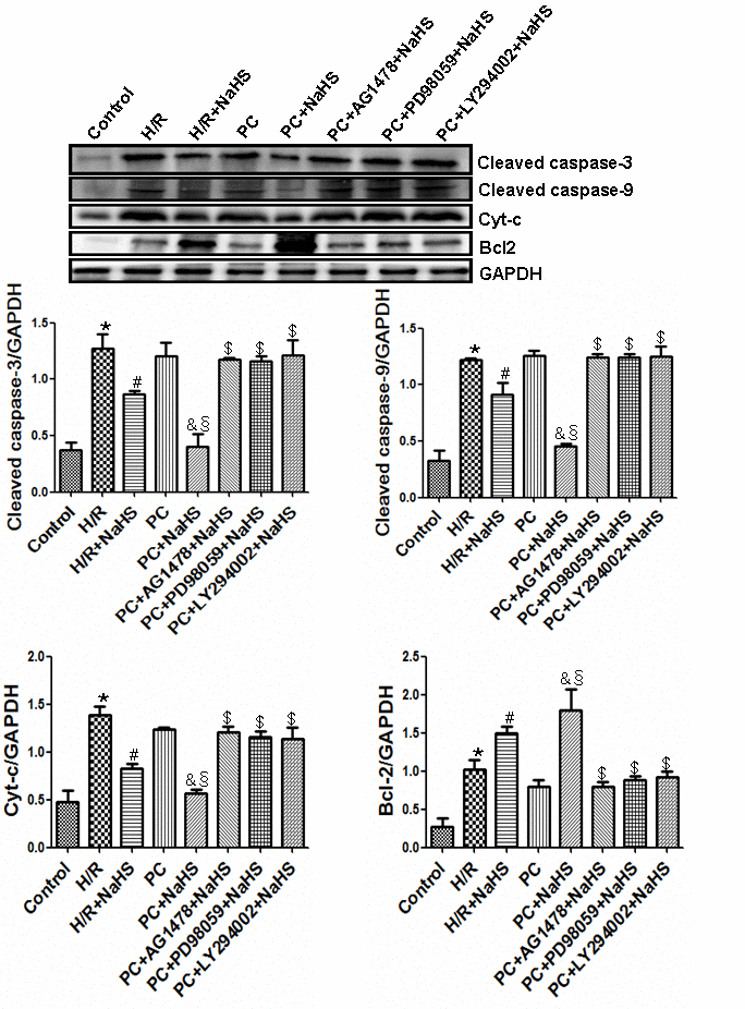 Exogenous H2S inhibits the expression of cleaved caspase-3, cleaved caspase-9, and Cyt-c and promotes the expression of Bcl-2. The intensity of each band was quantified by densitometry, and the data were normalized to the GAPDH signal. All data were from three independent experiments. * pvs. control group; # pvs. H/R group; & pvs. PC group; § pvs. H/R + NaHS group; $ pvs. PC + NaHS group.
