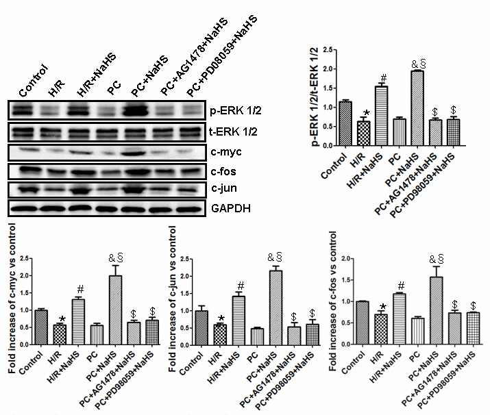 Exogenous H2S up-regulates the ERK1/2 pathway by activating the HB-EGF/EGFR pathway in the aged H9C2 cells. The graphs represent the optical density of the bands of phosphorylated ERK1/2 (p-ERK1/2) normalized to the expression of total ERK1/2 (t-ERK1/2). The graphs represent the optical density of the bands of c-myc, c-fos and c-jun normalized to the expression of the GAPDH signal. The expression levels in the control group were considered the basal levels, and the others are expressed as fold change from the control group. All data are the means ± S.E.M. of three determinations. * pvs. control group; # pvs. H/R group; & pvs. PC group; § pvs. H/R + NaHS group; $ pvs. PC + NaHS group.
