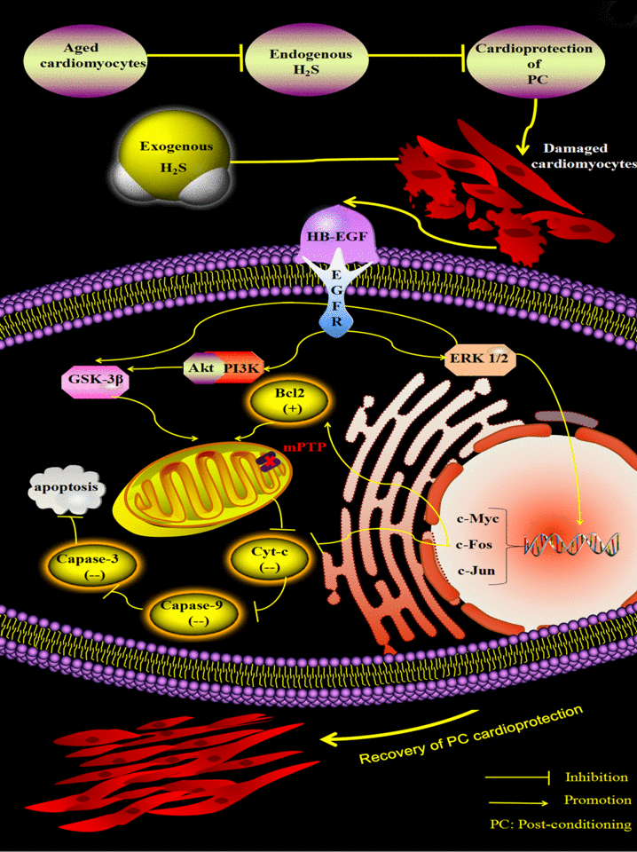 Exogenous H2S restores PC-induced cardioprotection by up-regulating the HB-EGF/EGFR pathway, which activates the ERK1/2-c-myc (and fos and c-jun) and PI3K-Akt-GSK-3β pathways in the aged cardiomyocytes. Endogenous H2S is decreased and then leads to loss of the protective role of PC in the aged cardiomyocytes. Supplementation of exogenous H2S up-regulates the HB-EGF/EGFR pathway, which activates the ERK1/2-c-myc (and fos and c-jun) and PI3K-Akt-GSK-3β pathways, which inhibits apoptosis via down-regulating the mitochondrial apoptosis pathway (Cyt c-caspase-3) by decreasing the release of Cyt-c and the expression of caspase-3, and -9 and increasing the expression of Bcl-2. Finally, PC-induced cardioprotection is restored.