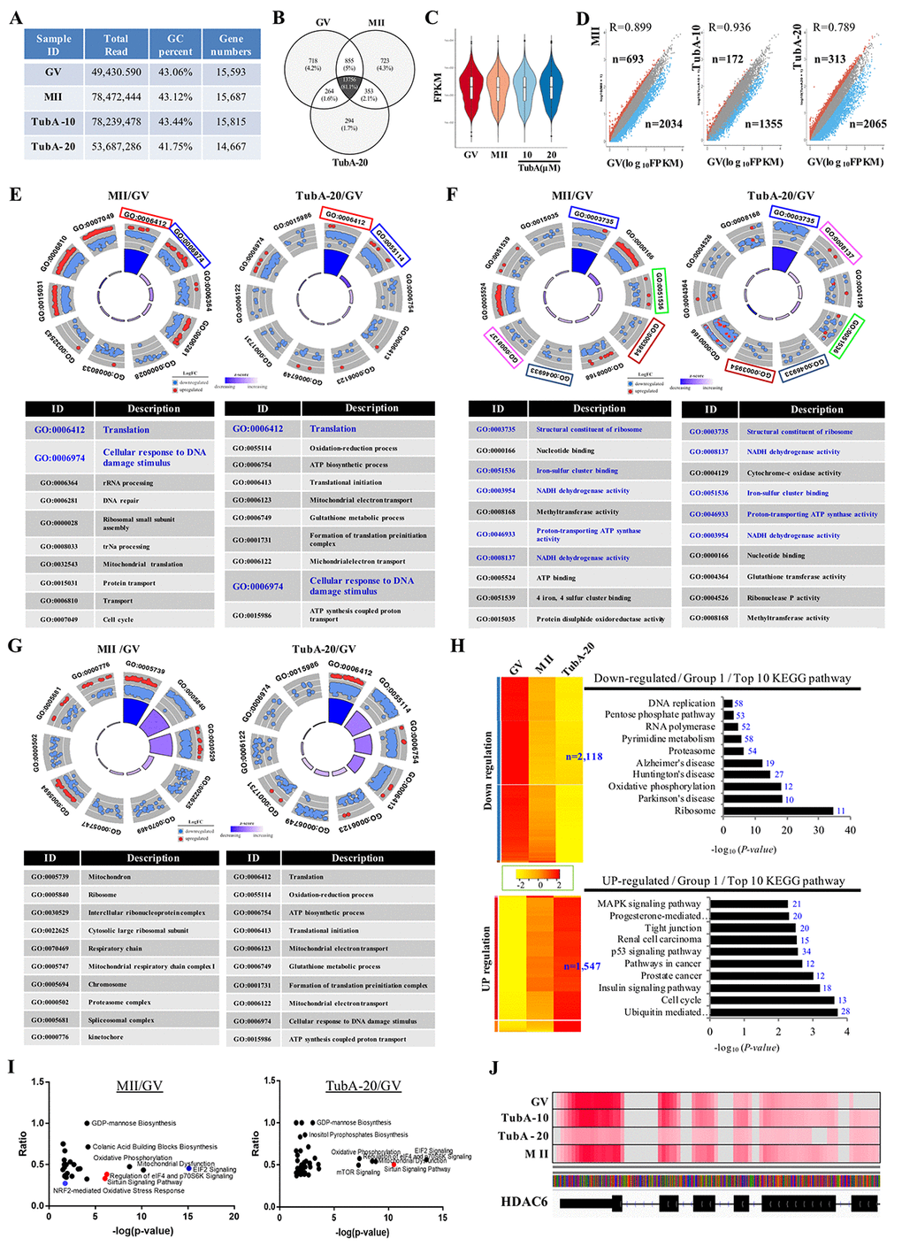 Gene expression is altered in TubA treated oocytes. (A) Sequence reads and number of unique genes in GV, MII, and the TubA (10 and 20 μM)-treated group. (B) Venn diagram showing the overlap between DEGs in GV, MII, TubA-10-, and TubA-20-treated oocytes. (C) Violin plots of differential gene expression profiles identified by SCPattern analysis. The y-axis indicates normalized expression values, FPKM. The x-axis indicates oocyte stage or TubA dosage of each sample. (D). Scatterplot comparing the transcriptomes of GV, MII, with or without TubA-10 and/or TubA-20. Blue dots indicate significantly decreased genes, while red dots indicate more highly expressed genes. (E-G). GO circle plot analysis of RNA-seq in MII/GV and TubA20/GV pairs. The outer circle shows a scatter plot for each term of the log10FC of the assigned genes in each enriched gene ontology (GO) term: biological process (E), molecular function (F), cellular component (G). Red circles display upregulation and blue circles display downregulation by default. The inner ring is a bar plot where the height of the bar indicates the significance of the GO terms (log10-adjusted p value), and color corresponds to the z-score: green, decreased; red, increased; and white, unchanged. (H, I) Canonical signaling pathways enriched in MT/GV and TubA-20/GV differentially expressed genes (ingenuity pathway analysis [IPA]). The ratio of differentially expressed genes in the pathways is shown for pathways with Benjamini-Hochberg-corrected p values I) are shown as red and blue dots, respectively. Specific enriched pathways are highlighted. (J) Genome browser view depicting differential expression in fragment count for the Hdac6 gene. At the gene level, overall, there is a large difference between control-GV (or –MII) and TubA-20, as shown in read coverage profiles. Red color indicates abundant transcripts of Hdac6 mRNA.