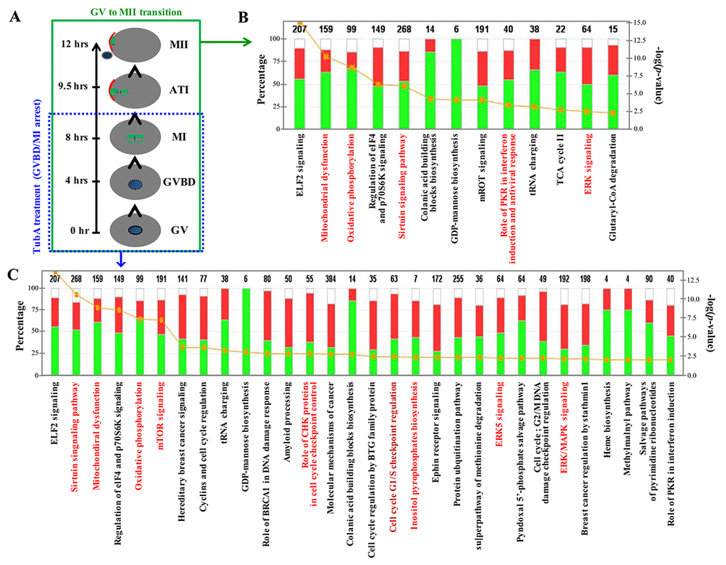 Major canonical pathways influenced TubA in control MII/GV and TubA/GV pairs. (A) Time schedule of control GV to MII oocyte transition. (B, C) Ingenuity pathway analysis (IPA) and functional categorization of the top selected genes by RNA-Seq of control MII/GV (B) and TubA/GV (C) pairs. The secondary Y-axis shows the -log (p-value) of the probability for genes in a data set to associate with identified pathways by chance. A threshold p value of 0.05 is presented as a yellow dotted line. The ratio of the number of genes from the data set that map to a given pathway divided by the total number of genes that map to the canonical pathway is shown as a solid line.