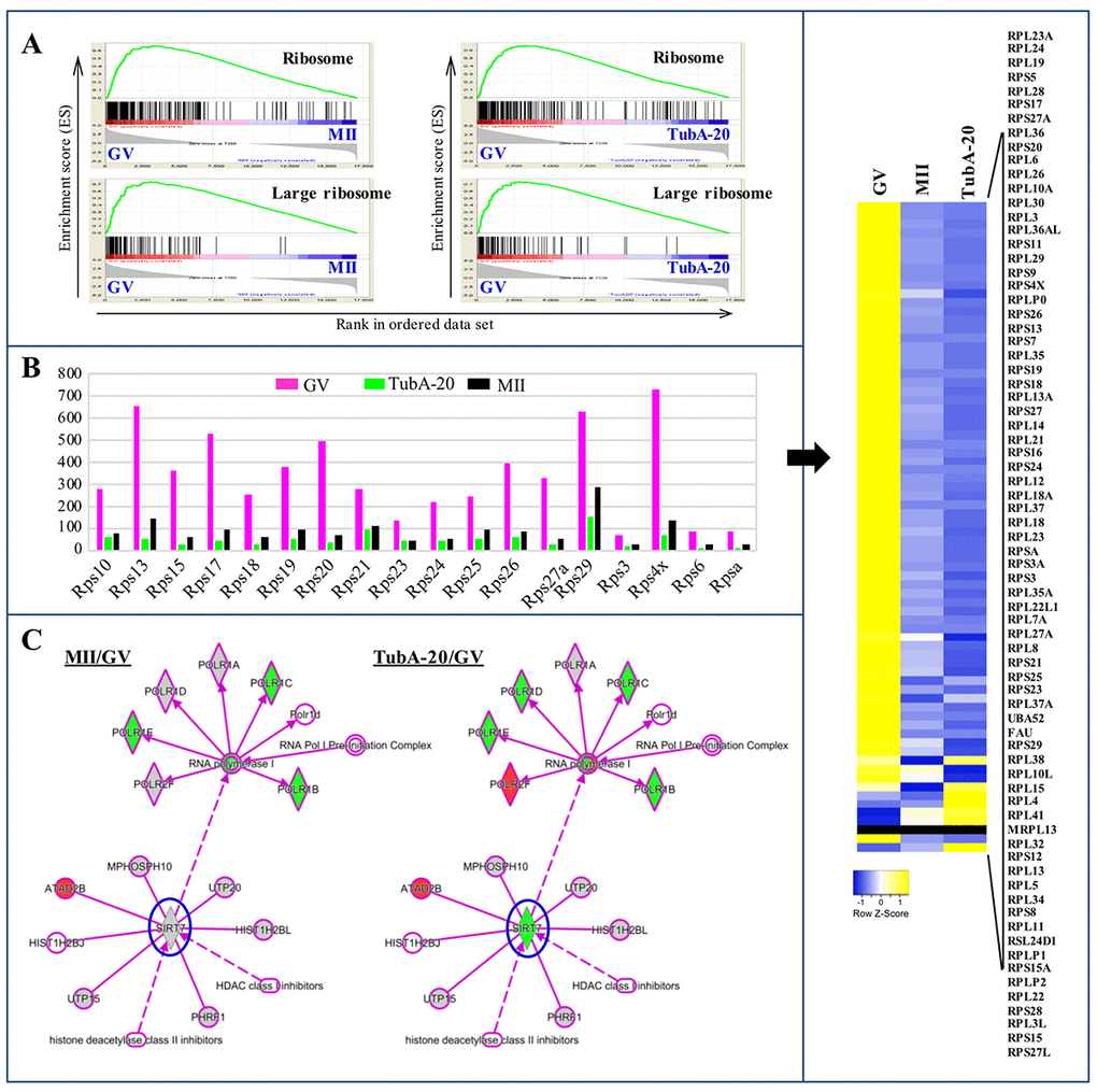 Ribosome biosynthesis in GV, MII, and TubA-treated oocytes. (A) GSEA plots showing preferential downregulation of the KEGG ribosome in matched pairs of TubA20 treated (TubA/GV pairs) versus untreated control (MII/GV pairs). (B) Expression of ribosome biosynthesis-related functional genes in GV-, TubA-20 treated, and MII-stage oocytes. Y-axis shows the FPKM values of genes inferred from the transcriptome data. Right indicates a heatmap showing DEGs of Rps family genes in GV, MII, and TubA-treated oocytes. (C) IPA analysis of MII/GV and TubA/GV pairs. Shapes and lines are color-coded based on predicted associations and functions. Green and red indicate up- and downregulated gene expression.