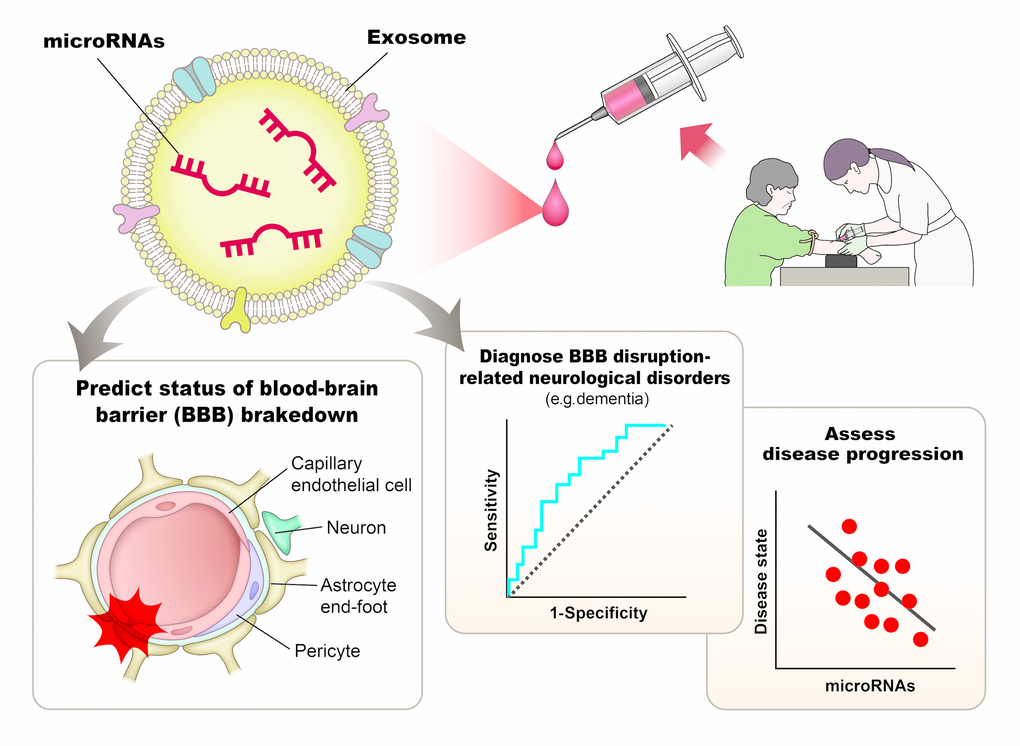 Concept of microRNA-based diagnostic assessment in cognitive decline and/or in predicting blood-brain barrier dysfunction status.