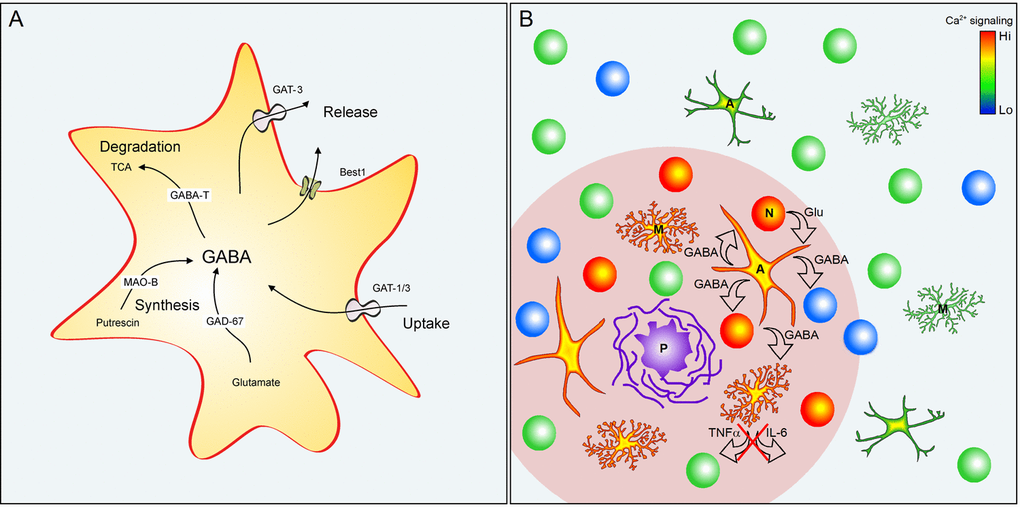 GABAergic astrocytes in AD. (A) GABA pathways in reactive astrocytes. Abbreviations: GAT1/3 GABA transporters 1 (SLC6A1) and 3 (SLC6A11); Best1 - bestrophin 1 anion channel 1; GABA-T - GABA transaminase; TCA - tricarboxylic acid (Krebs) cycle; MAO-B - Monoamine oxidase B; GAD67 - glutamate decarboxylase. (B) Reactive astrocytes in the vicinity of amyloid plaques in AD. Plaque (P) vicinity (pink shading) contains normal (green), silent (blue) and hyperactive (red) neurons (N), as well as hypertrophic astrocytes (A) and microglia (M) with enhanced Ca2+ signaling. Glutamate released, for example, from hyperactive neurons is taken up by astrocytes and metabolized to GABA. GABA release (i) inhibits neuronal activity and (ii) release of pro-inflammatory markers (e.g. TNF-α or IL-6) from astrocytes and microglia.