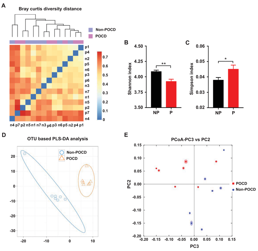 Differential profiles of the gut microbiota between the non-POCD and POCD groups. (A) Bray–Curtis diversity distance. (B) Shannon index (t = 3.454, P C) Simpson index (t = 2.195, P D) PLS-DA analysis of gut bacteria data. (E) PCoA analysis of 7 gut bacteria data (PC3 vs. PC2). α-diversity data are shown as mean ± SEM (n = 7). PCoA: principal coordinate analysis; PLS-DA: partial least squares discrimination analysis. *P P 