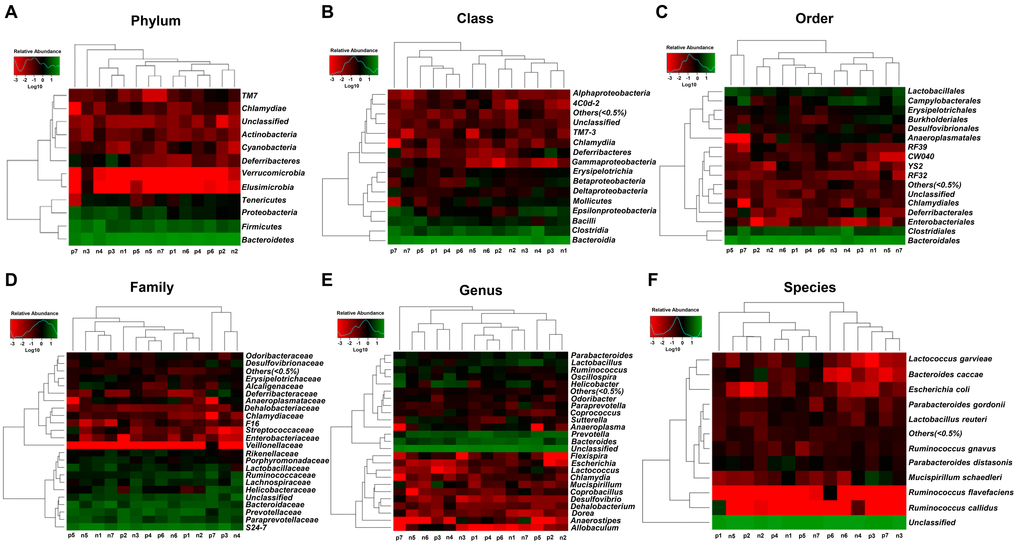 Heatmaps of the composition of gut bacterium at phylum, class, order, family, genus, and species levels between the non-POCD and POCD groups. (A) Heatmap (phylum level). (B) Heatmap (class level). (C) Heatmap (order level). (D) Heatmap (family level). (E) Heatmap (genus level). (F) Heatmap (species level).