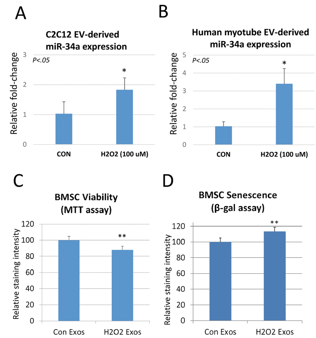 Hydrogen peroxide increases miR-34a in EVs secreted by C2C12 myoblasts and human myotubes, and these EVs can reduce bone stem cell (BMSC) viability and increase senescence. (A) EVs isolated from C2C12 cells treated with hydrogen peroxide show a significant increase in miR-34a. (B) EVs isolated from human myotubes treated with hydrogen peroxide show a significant increase in miR-34a. (C) BMSC viability indicated by MTT assay is significantly reduced after treatment with EVs isolated from these C2C12 cells exposed to hydrogen peroxide. (D) BMSC senescence measured by beta-galactosidase (β-gal) assay is significantly increased after treatment with EVs isolated from these C2C12 cells exposed to hydrogen peroxide. *P