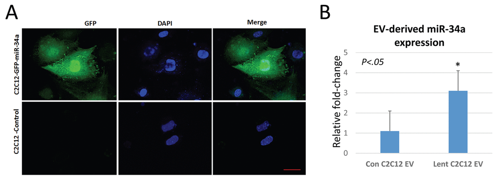 C2C12 cells overexpressing miR-34a secrete EVs with elevated levels of miR34a. (A) Confocal images of C2C12 cells transfected with a lentivirus overexpressing miR-34a. The virus contains a GFP reporter under a constitutive CMV promoter. Images show GFP expression in transfected cells. Blue staining represents nuclear DAPI staining. Scale bar = 20 µm. (B) Analysis of miR-34a expression in EVs from transfected and non-transfected cells shows a three-fold increase in miR-34a in EVs isolated from conditioned medium of transfected cells.