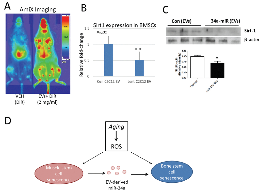 EVs from C2C12 cells overexpressing miR-34a home to bone marrow in vivo and reduce Sirt1 expression ex vivo. (A) Mice were injected via tail vein with DiR dye alone (VEH) or EVs from C2C12 cells overexpressing miR-34a labeled with DiR (EVs + DiR) and imaged with AmiX imaging. Mice receiving labeled EVs show high image intensity in the metaphyseal regions of long bones. (B) Bone marrow cells flushed from untreated mice and cultured in the presence of EVs from miR-34a overexpression cells show reduced Sirt1 expression compared to cells cultured with EVs from control C2C12 cells. (C) Bone marrow cells flushed from untreated mice and cultured in the presence of EVs from miR-34a overexpression cells show reduced Sirt1 protein compared to cells cultured with EVs from control C2C12 cells. Top image is from protein of adherent cells, graph includes pooled data from both adherent and non-adherent cells. *PD) Working model summarizing changes in muscle and bone with age, and the role of EV-derived miR-34a in muscle and bone senescence. ROS = reactive oxygen species.