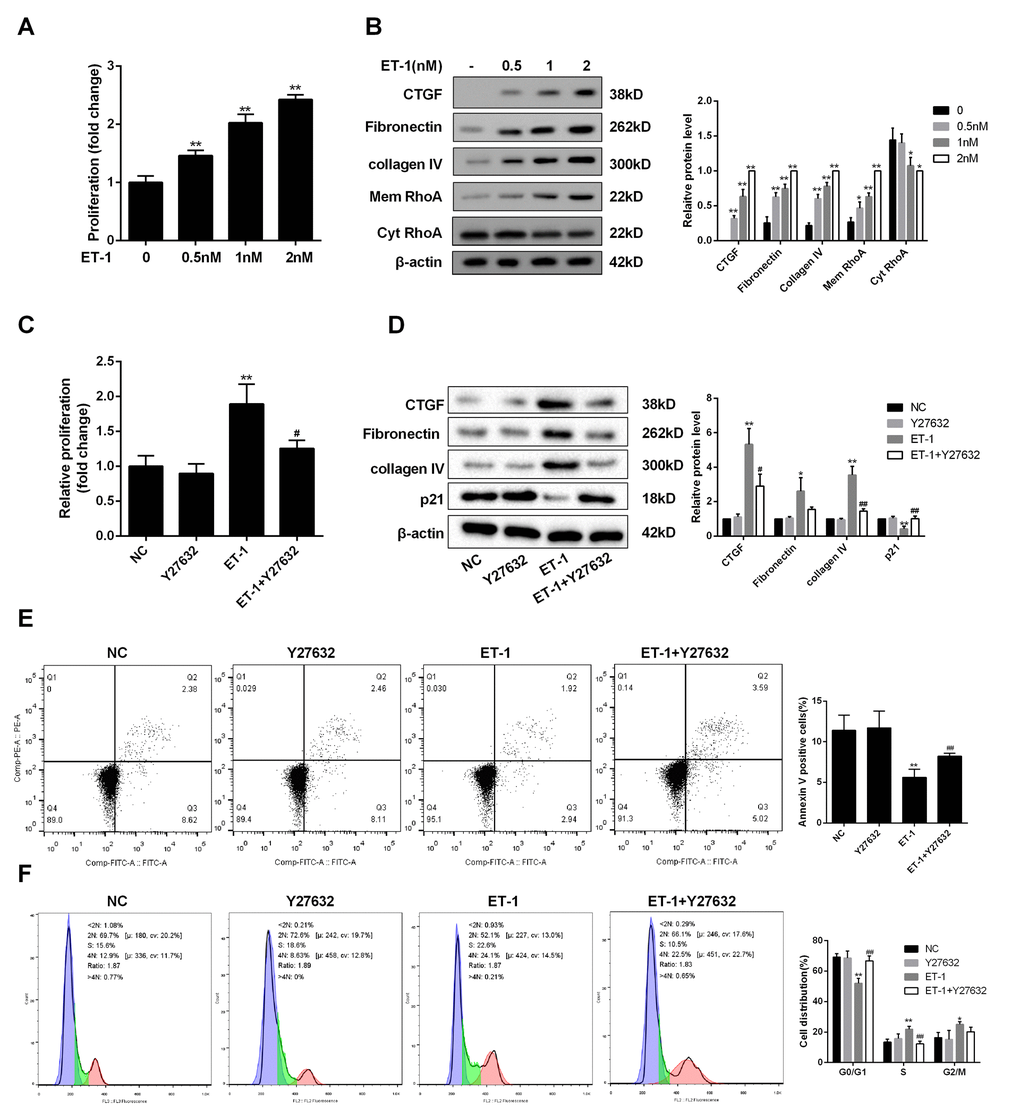 ET-1 modulated mesangial cell proliferation and ECM through RhoA/ROCK pathway. (A) Under HG serum-free condition, mesangial cell proliferation was detected after the treatment of ET-1 (0.5 nM, 1 nM, 2 nM) for 24 h. **pB) Under HG serum-free condition, ECM-related proteins (Collagen IV, Fibronectin and CTGF) and RhoA on mesangial cell membrane were detected after the treatment of ET-1 (0.5 nM, 1 nM, 2 nM) for 24 h. ET-1 (1nM, 2500pg/ml) was used for the following experiments. **pC-F) Under HG serum-free condition, mesangial cells were treated with ET-1 (1 nM), or ET-1 (1 nM)+Y-27632 (30 μM, RhoA/ROCK inhibitor) for 24 h. The proliferation, cell apoptosis, cell cycle and ECM-related proteins were detected in ET-1 and ET-1+Y-27632 groups using MTT, flow cytometry and western blot assay. **p