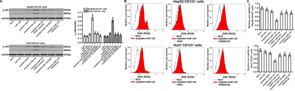 JNK is the downstream of miR-124/SIRT1/ROS pathway in CD133+ HCC cells. (A) CD133+ HepG2 and Huh7 cells were treated with miR-124 (50 pmol/mL), SIRT1 plasmid (2 μg/mL), NAC (2 mM) and SP600125 (50 μM). 24h later, these cells were treated with cisplatin (10 μM) for another 48 h. Phosphorylated JNK in these cells was then detected by western blot analysis. *Pvs. cisplatin + NCO group. #Pvs. cisplatin + miR-124 group. (B) CD133+ HepG2 and Huh7 cells were treated with miR-124 (50 pmol/mL), SIRT1 plasmid (2 μg/mL), NAC (2 mM) and SP600125 (50 μM). 24h later, these cells were treated with cisplatin (10 μM) for another 48 h. Cellular ROS was then detected by flow cytometry. (C) CD133+ HepG2 and Huh7 cells were treated with miR-124 (50 pmol/mL), SIRT1 plasmid (2 μg/mL), NAC (2 mM) and SP600125 (50 μM). 24h later, these cells were treated with cisplatin (10 μM) for another 48 h. Cell viability cells was measured by MTT assays. *Pvs. cisplatin + NCO group. #Pvs. cisplatin + miR-124 group.