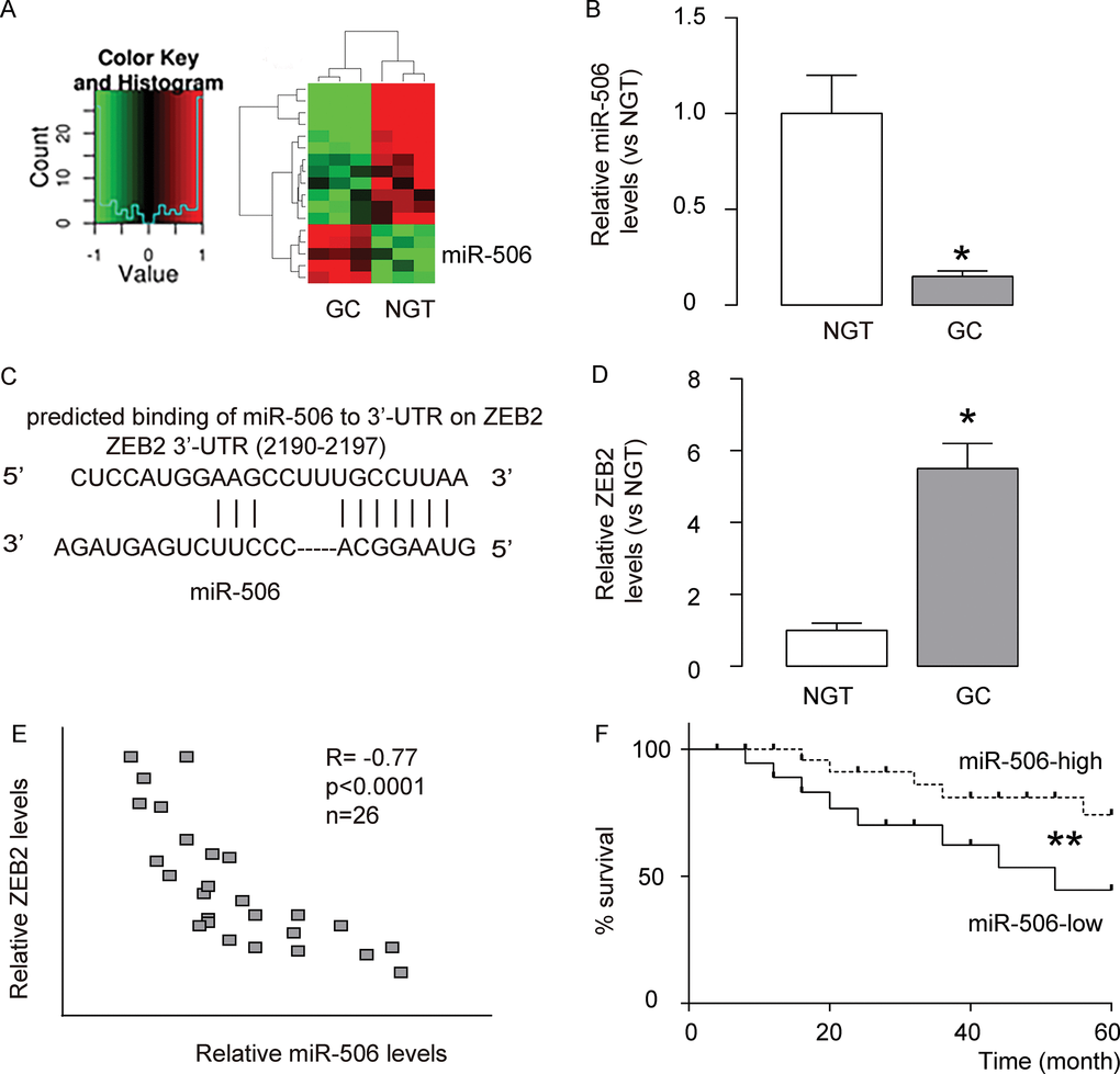 MiR-506 and ZEB2 expression in gastric carcinoma. (A) We performed miRNA microarray analysis to compare the miRNA expression profiles between gastric carcinoma tissues (GC) and paired non-cancerous gastric tissue (NGT). We set the cut-off level as fold change > 2 and P value B) RT-qPCR for miR-506 in GC versus NGT. (C) Bioinformatics analysis showed that miR-506 targets ZEB2, which is a well-known factor that regulates cell invasiveness and migration, (D) Western blot for ZEB2 in GC versus NGT. (E) Correlation between miR-506 and ZEB2 in 26 gastric carcinoma specimens (ɤ= -0.77, pF) The all 26 patients included in this study were followed up for 5 years for the overall survival. The median value of miR-506 in the 26 patients was used as a cutoff point to separate the total samples into miR-506-high group (n=13) and miR-506-low group (n=13). The Kaplan-Meier curves for the overall 5-year survival of these patients were shown. *p