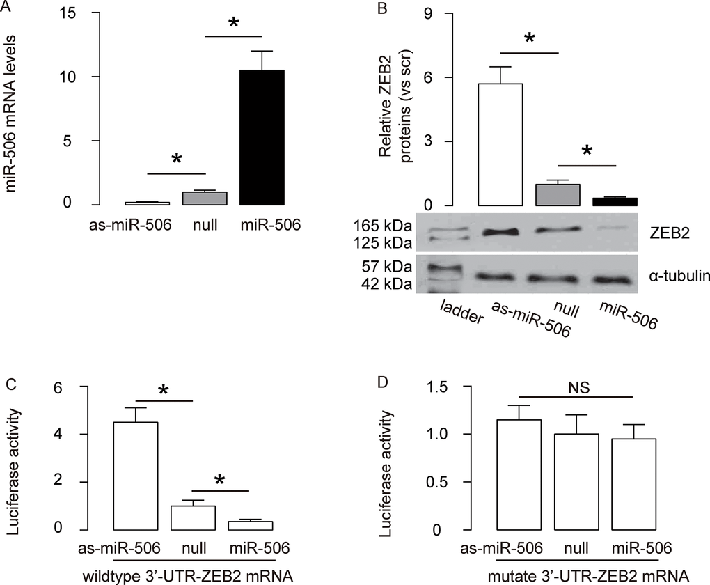 MiR-506 targets 3’-UTR of ZEB2 mRNA to inhibit its expression. (A) We either overexpressed miR-506, or inhibited miR-506 in AGS cells by transfection of the cells with a miR-506-expressing plasmid (miR-506), or with a plasmid carrying an antisense for miR-506 (as-miR-506). The AGS cells were also transfected with a plasmid carrying a null sequence as a control (null). RT-qPCR for miR-506 was done in the transfected cells. (B) Western blot for ZEB2 in transfected AGS cells. (C–D) MiR-506-modified AGS cells were then transfected with wildtype (C) or mutate (D) ZEB2-3’-UTR luciferase-reporter plasmid, after which the luciferase activities were quantified. *p