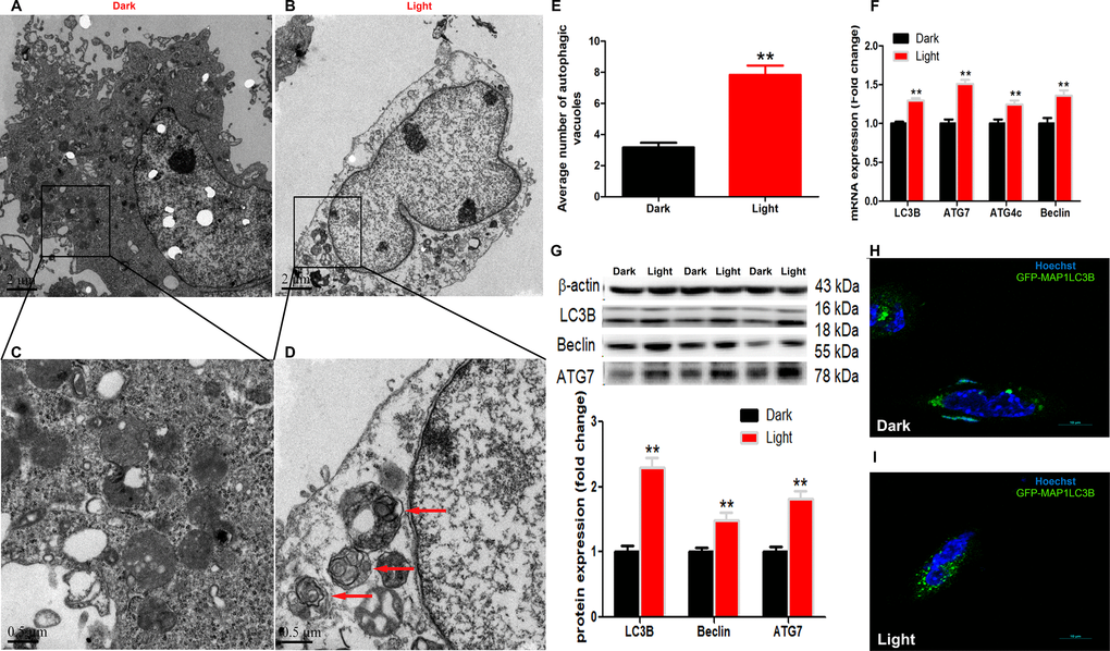 White LED light induces activation of autophagy process in HT-22 cells. (A–B) TEM images of autophagic vacuoles in Dark and Light groups, respectively. Scale bars, 2 μm, n = 3; (C–D) Higher magnification of indicated regions in A and B (squares), showing autophagosomes with double membrane (red arrows). Scale bars, 0.5 μm; (E) The number of autophagic vacuoles. Values are means ± SEM, ** p F) Quantitative Real-time PCR analysis of autophagy-related gene lc3b, atg7, atg4c and beclin. Values are means ± SEM, ** p G) Western blot analysis of autophagy-related protein LC3B, Beclin and ATG7. Values are means ± SEM, ** p H–I) Representative fluorescence images of HT-22 cells transfected with GFP-LC3 plasmid. Cells were counterstained with Hochest (nuclei in blue) and more autophagosomes (green) were seen in Light group. Scale bar, 10 μm.