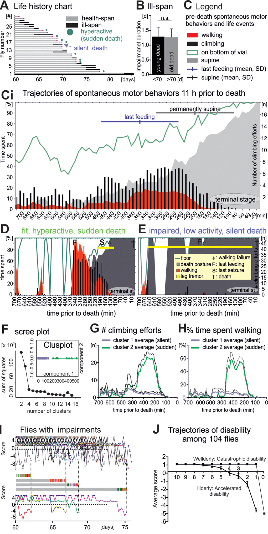 Flies die in two different modes: Sudden versus silent death. (A) Life history chart for 30 flies filmed continuously from age 60 days until death. Health-span is indicated by horizontal gray bars and ill-span by black bars. Circles mark animals without impairments but with a short period of hyperactivity during late-life (see below). Black arrows demarks an example animal with multiple days of ill-span. (B) Impairment duration was statistically similar in flies dying younger (black bar) versus older than 70 days (grey bar, students T-test, p > 0.9). (C) Legend for (Ci), which shows the occurrence of different spontaneous behaviors during the last 11 hours of life plotted as cohort averages in time bins of 10 minutes (x- axis). Percent time spent (left y-axis) walking (red), standing on the wall or the bottom of the vial (green line), being immobile or in a supine position (gray). Black bars depict the number of climbing efforts (right y-axis). Horizontal bars depict cohort averages and SEMs for the time of the last feeding (blue) and for entering a permanent supine position (black). (D-E) Same data presentation as in C but for a representative animal with high locomotor activity and no impairments until the last day (D, sudden death) as compared to a representative animal with impairments and low locomotor activity (E, silent death). (F) Principle component analysis revealed two distinct clusters of animals. (G, H) Number of climbing efforts (G) and time spent walking (H) (averages, solid lines; SD, dotted lines) in bins of 10 minutes during the last 11 hours of live for all cluster 1 animals (blue) versus all cluster 2 animals (green). (I) Fitness scores of every illderly fly from the startle assay cohort of 104 flies (see also Figure 1) plotted over age (upper panel). Fitness to impairment state transition can be sudden or gradual as exemplified by the score changes of four individuals (middle and lower panels). (H) The average score of all wellderly versus all illderly flies from the startle assay (see figure 1) plotted over the last 10 days of life follows different trajectories.