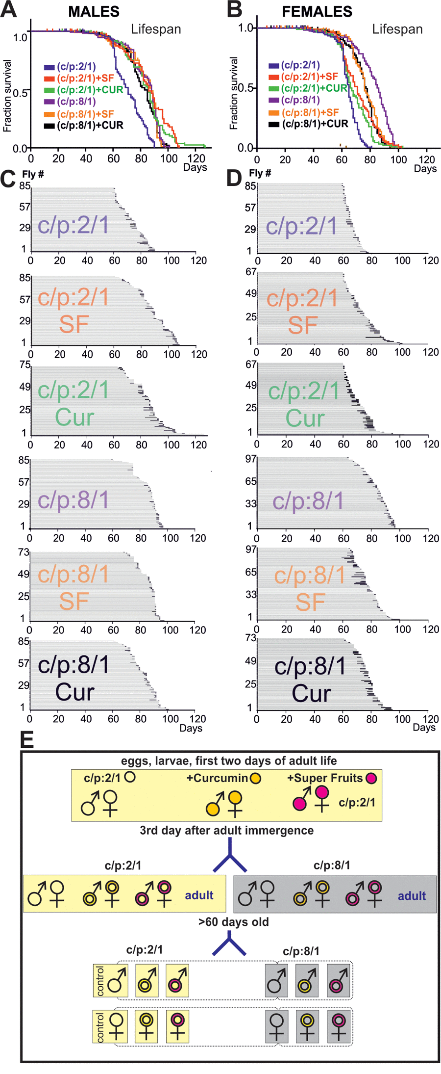 High sugar diet and antioxidants increase lifespan. (A, B) Survivorship curves of males (A) and females (B) of six cohorts of flies, each raised on a different diet (C:P 2/1, blue; C:P 2/1 + curcumin, green; C:P 2/1, + super fruits, red, C:P 8/1, purple, C:P 8/1 + curcumin, black; C:P 8/1 + super fruits, orange). For statistics see Table 2. (C, D) Life history charts of all six male (C) and all six female (D) populations. Horizontal gray bars depict health-span and black bars ill-span. (F) Schematic representation of the different feeding paradigms used.