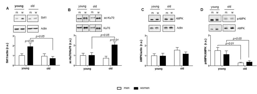 Age-related alterations in Sirt1 and AMPK expression. Western blot expression analysis of (A) Sirt1, (B) acetylated Ku70, (C) total AMPK and (D) phosphorylated AMPK (Thr172) performed with human cardiac tissue lysates from young and old men (m) or women (w). pAMPK was normalized to AMPK. Proteins were normalized to actin. Data are shown as the mean ± SEM (n= 6-8/group). Representative imaging of western blot analysis; the lanes were run on the same gel. All data were normalized to the corresponding control and expressed in relative units (r.u.).