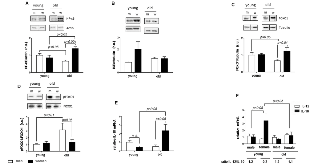 Female-specific aged-induced pro-inflammatory state. Protein and relative mRNA expression of pro-inflammatory and anti-inflammatory mediators in non-diseased hearts in young and old men (m) and women (w). Western blot analysis of (A) NF-κB p50, (B) FOXO1 and (C) phosphorylated FOXO1 and real-time PCR analysis of (D) IL-18, (E) IL-12 and (F) IL-10 mRNA expression. Data are shown as the mean ± SEM (n= 6-9/group). pFOXO1 was normalized to total FOXO1. Representative imaging of western blot analysis; the lanes were run on the same gel. All data were normalized to the corresponding control and expressed in relative units (r.u.).