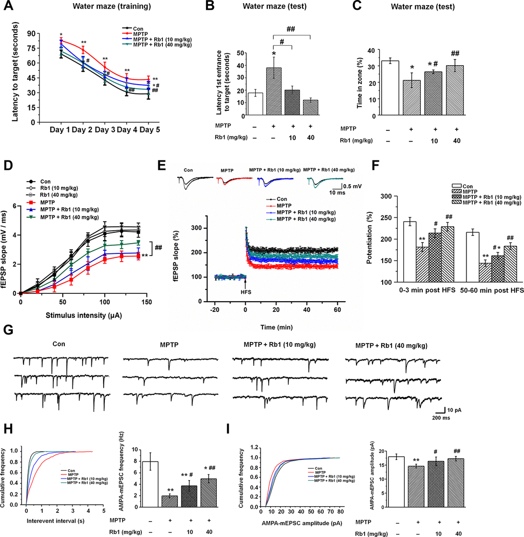 Rb1 prevents cognitive impairment and dysfunctional glutamatergic transmission in the MPTP mouse model of PD. (A–C) Morris water maze tests were conducted after treatment with MPTP or different doses of Rb1. Mice were analyzed for (A) the escape latency during a 5-day training course. In the probe tests, mice were analyzed (B) for the escape latency, and (C) the time spent in the target zone. n = 12 per group. (D) Input–output relations generated by stimulating the SCs and recording in CA1 stratum radiatum. n = 6–10. (E) The effect of Rb1 on the LTP at the SC-CA1 synapses was recorded in MPTP-treated mice. The middle image shows representative traces of fEPSP recordings of responses before and 50 min after high-frequency stimulation (HFS; arrow). (F) Quantitative analysis of data in e. The level of fEPSP potentiation was determined at a mean of 0–3 min and 50–60 min after high-frequency stimulation. n = 5–8. (G) Representative traces of APMA receptor-mediated mEPSCs. All mEPSCs were recorded at a holding potential of −65 mV. (H) Cumulative frequency plots of the inter-event interval (left) and quantitative analysis of the frequency of APMA receptor-mediated mEPSCs (right). (I) Cumulative frequency plots of the amplitude (left) and quantitative analysis of the amplitude of APMA receptor-mediated mEPSCs (right). n = 11–15 per group. Data were obtained from the whole-cell recordings of the pyramidal neurons in the hippocampal CA3 region from the four groups of mice. Results are expressed as the mean ± SEM. **p *p ##p #p post hoc comparisons.